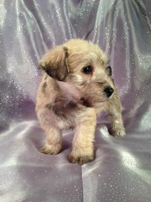 Iowa's top Schnoodle Breeder would like to announce their most recent litter of Schnoodle Puppies!